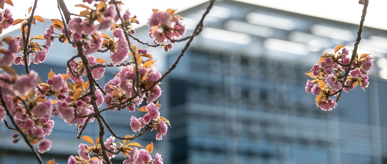 an image of flowers with the brault building in the background